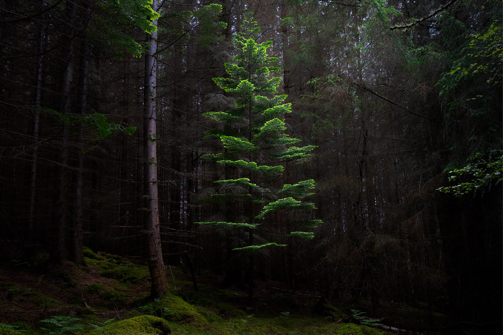 The Silent Forest