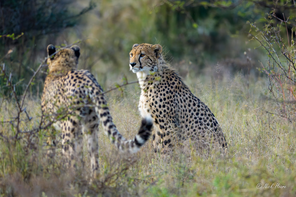 Young Cheetahs in the wild.