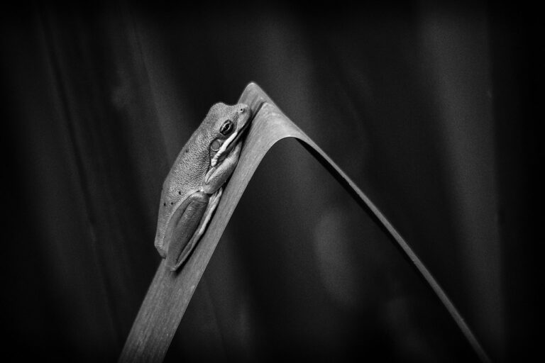 Weekly Snapshot with Flickr Social, 6/13/2025