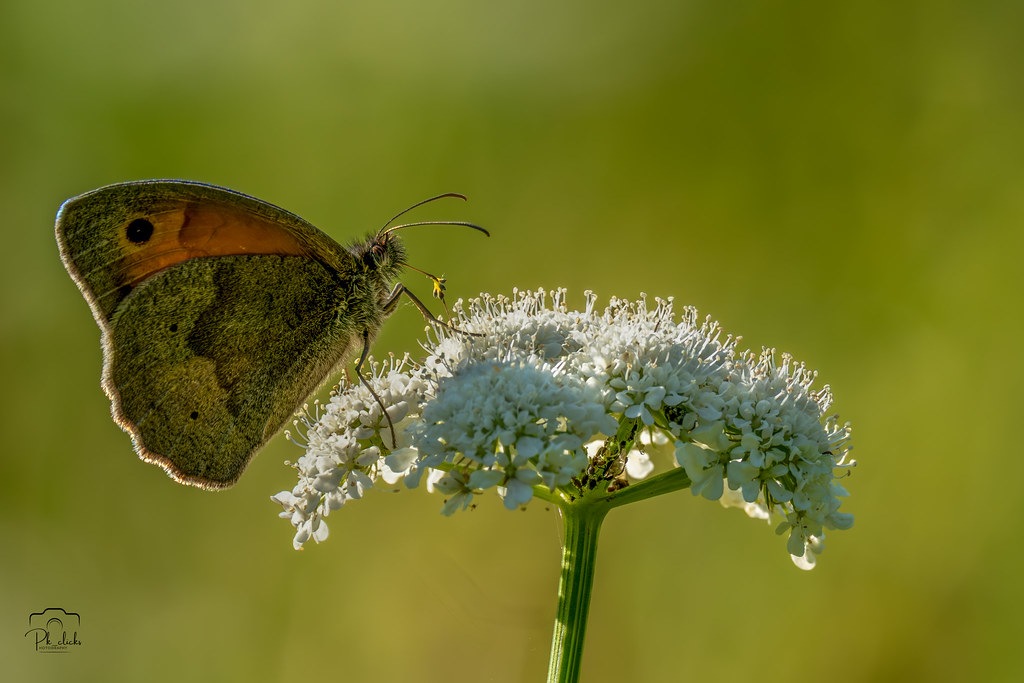 Meadow brown