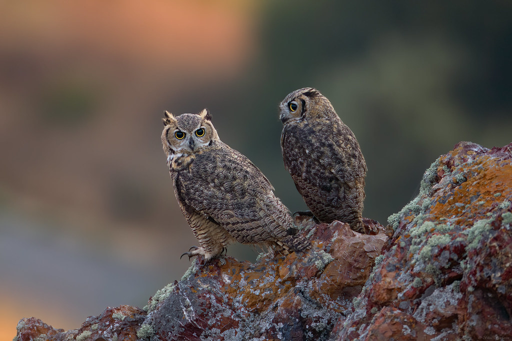 Great horned-Owls