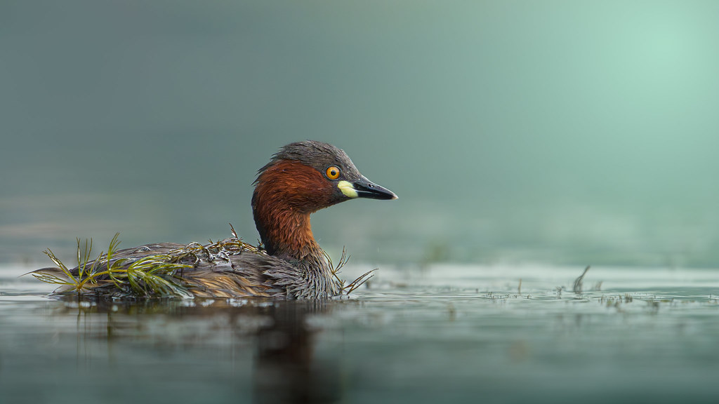 Tangled attire - Little Grebe