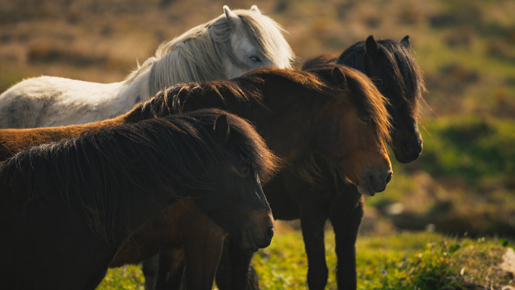 Dartmoor