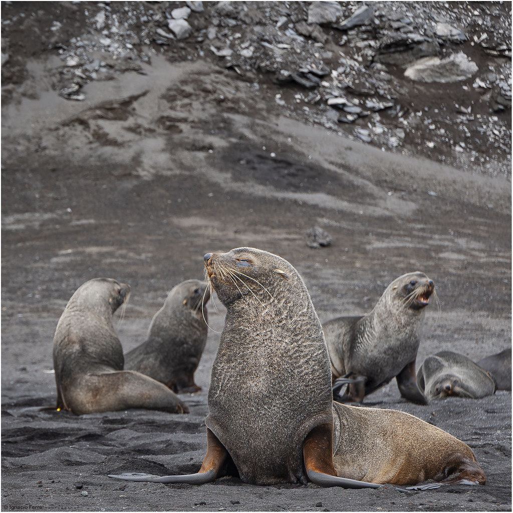 Antarctic fur seal