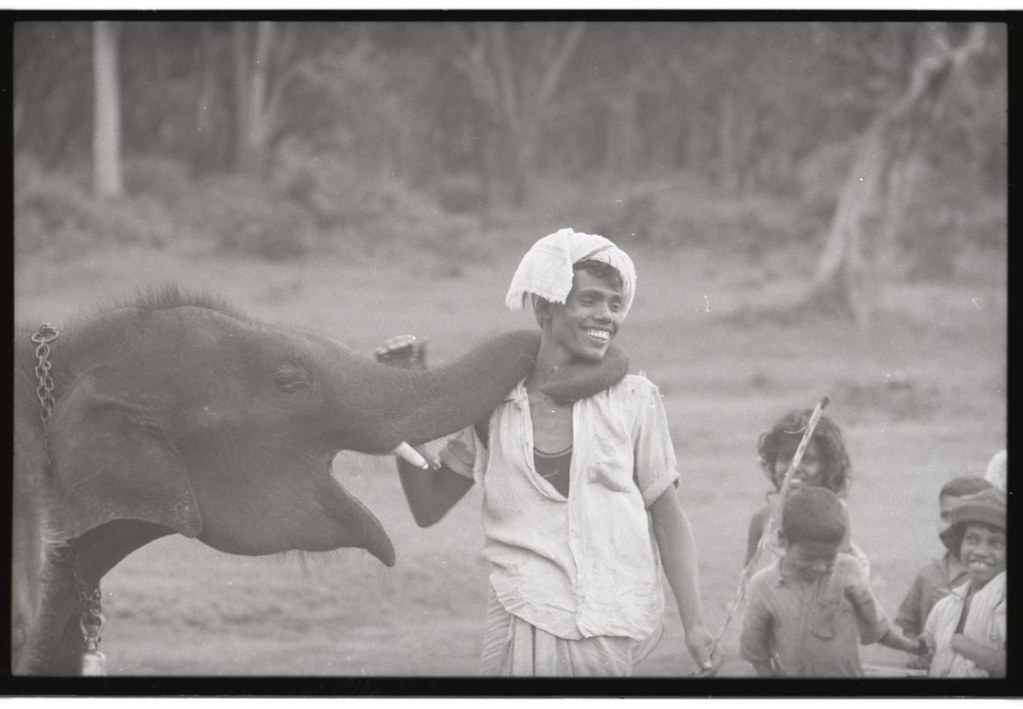 Photograph of a playful moment between a kumki elephant and its mahout.