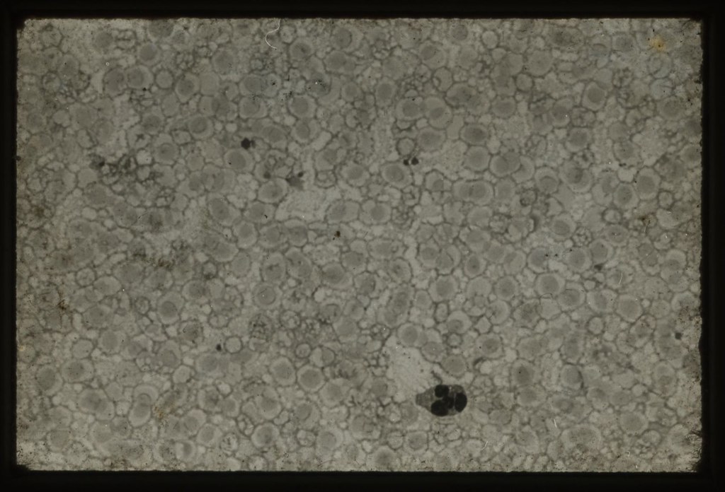Microscopic Image