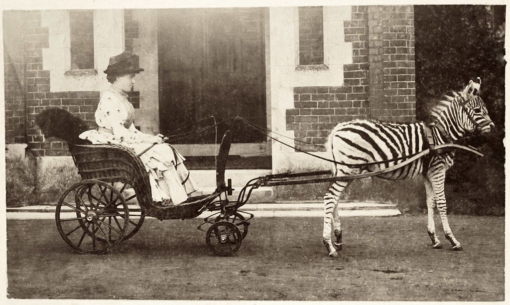 Go by zebra! 
