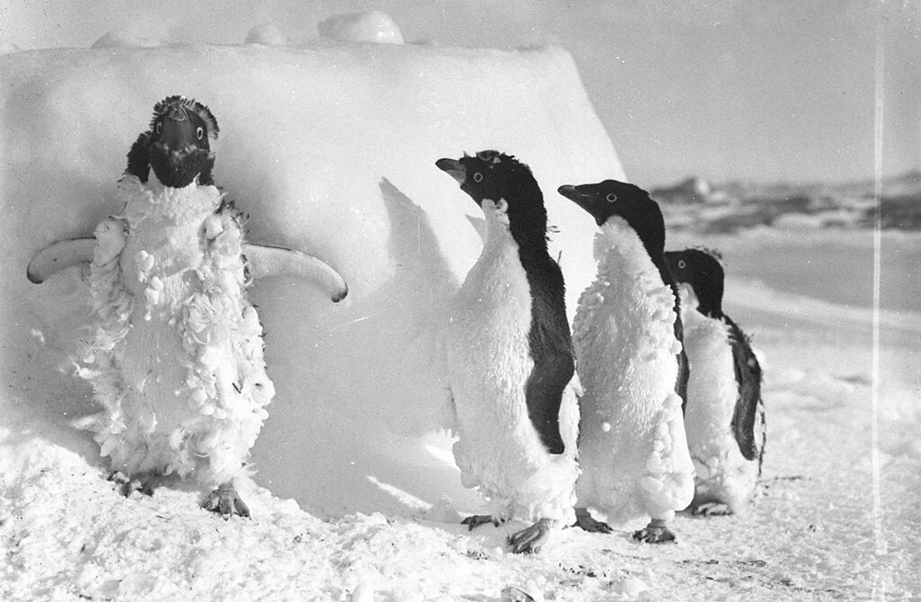 Ice cased Adelie penguins after a blizzard at Cape Denison, c. 1912, photograph by Frank Hurley