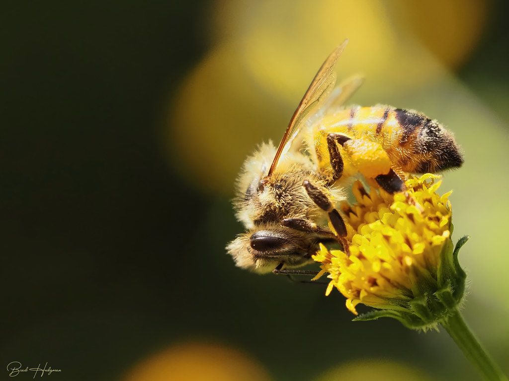 Bee Happy