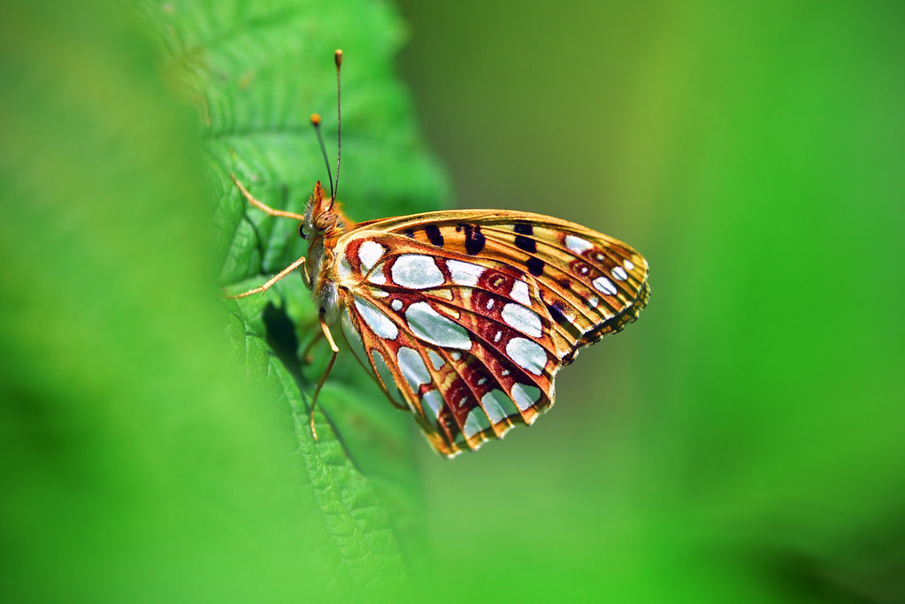 Kleiner Perlmuttfalter (Issoria lathonia)