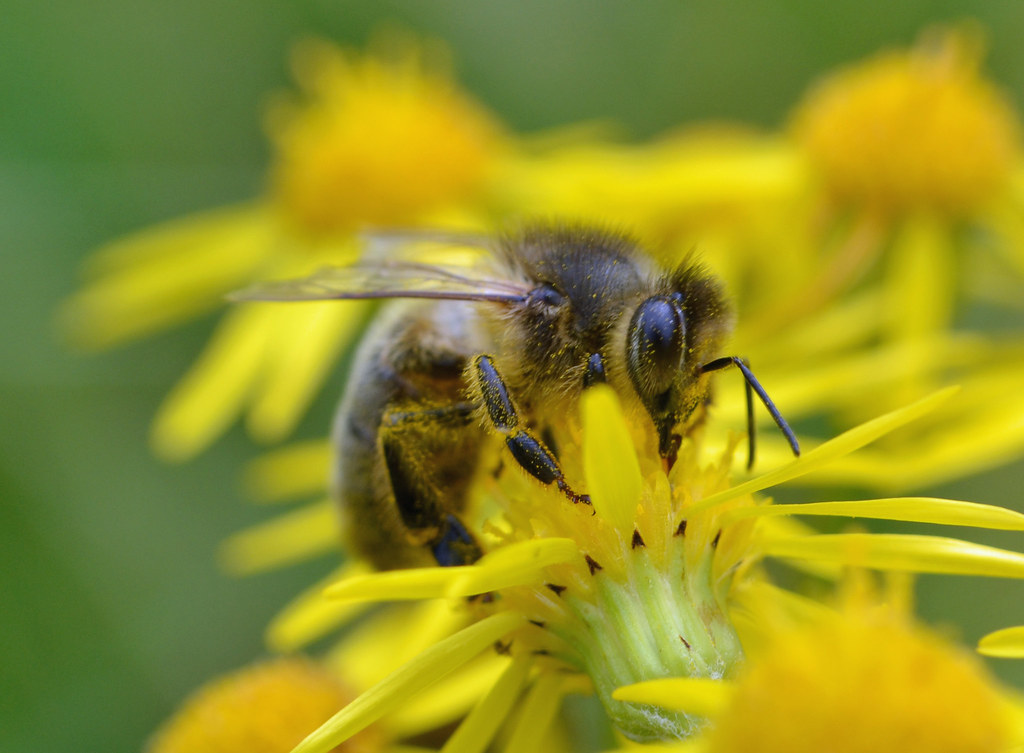 (Another) honey bee on ragwort