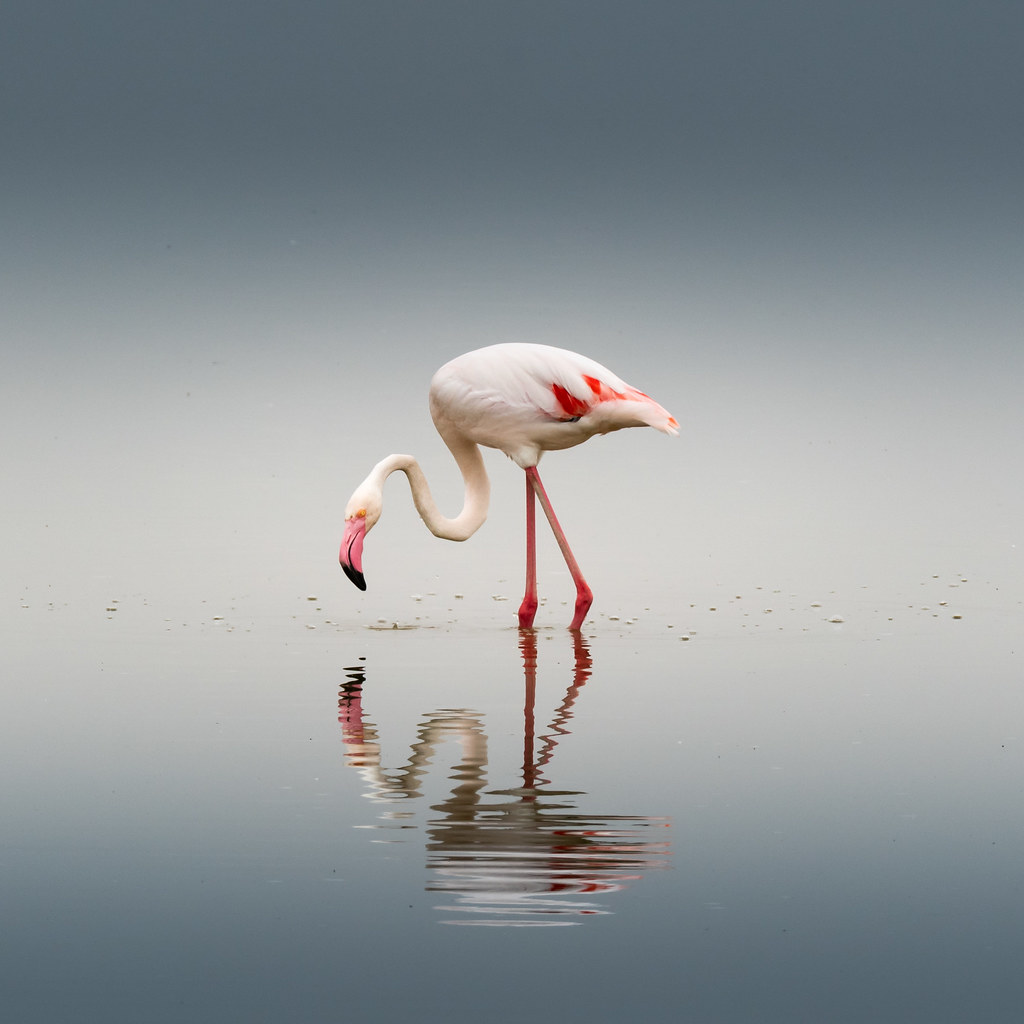 Flamingo at Amboseli Lake, Kenya