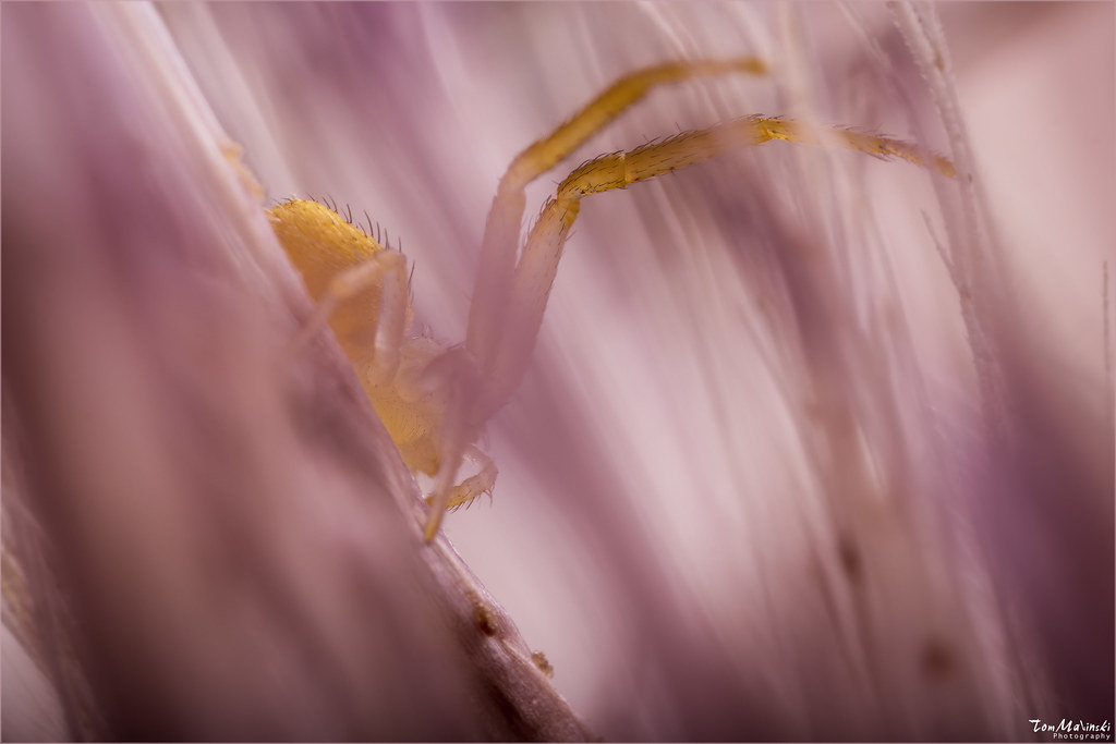 Hiding in the Thistle