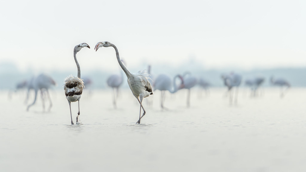 Soft disputes - Greater Flamingo