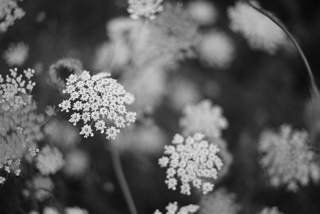 Rest Area Weeds