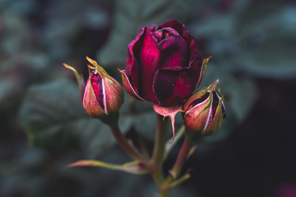 Fading Beauty