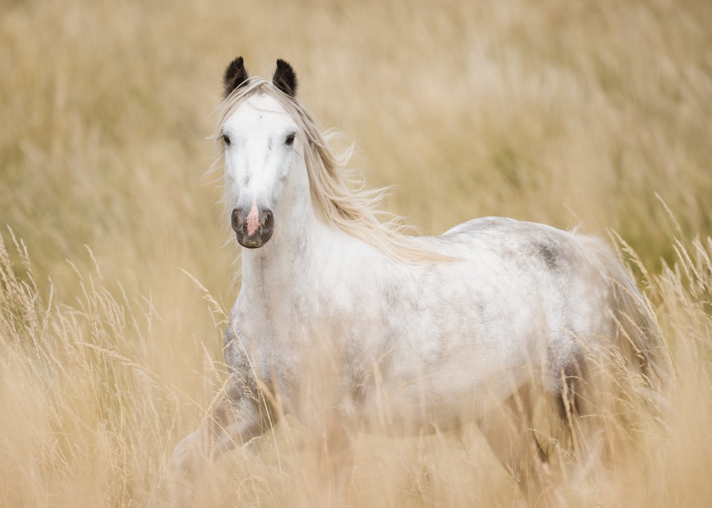 'White Horse on a Summer's Day'