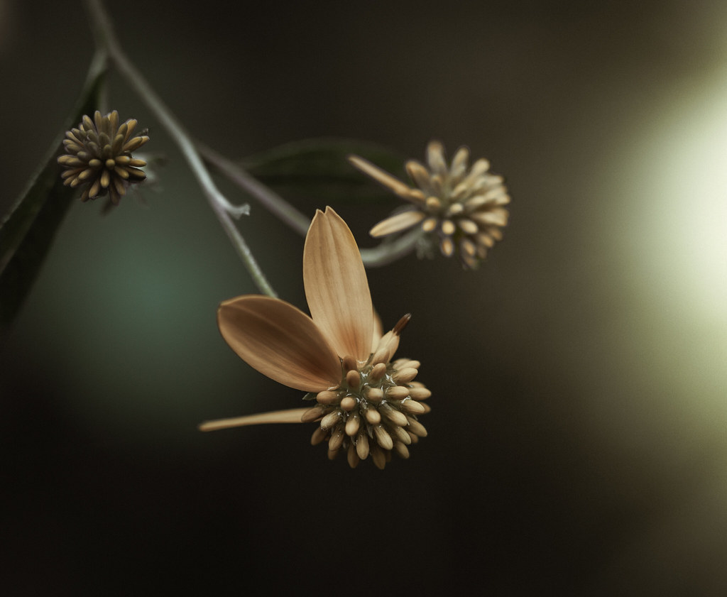 Artsy Fartsy Flowers