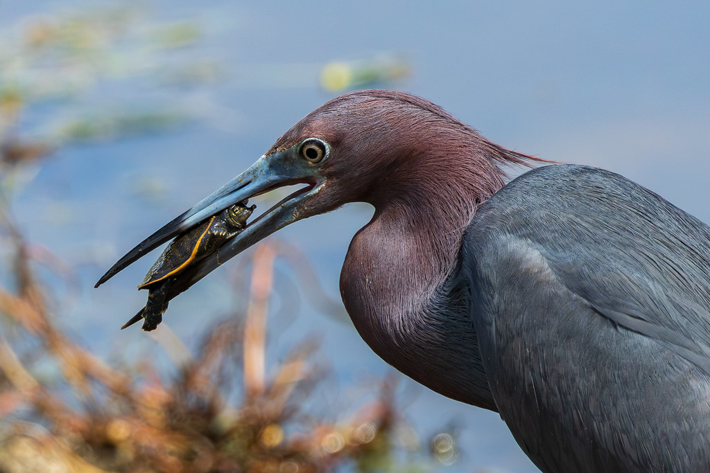 Little Blue Heron with a Soft Shell Turtle
