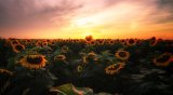 How to Get Foregrounds Right in Photography