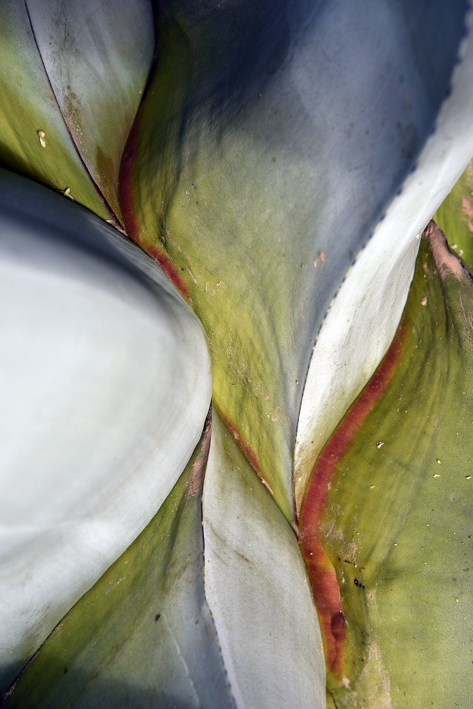 Blue Agave