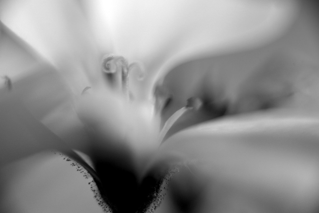 Geranium Dance 2025