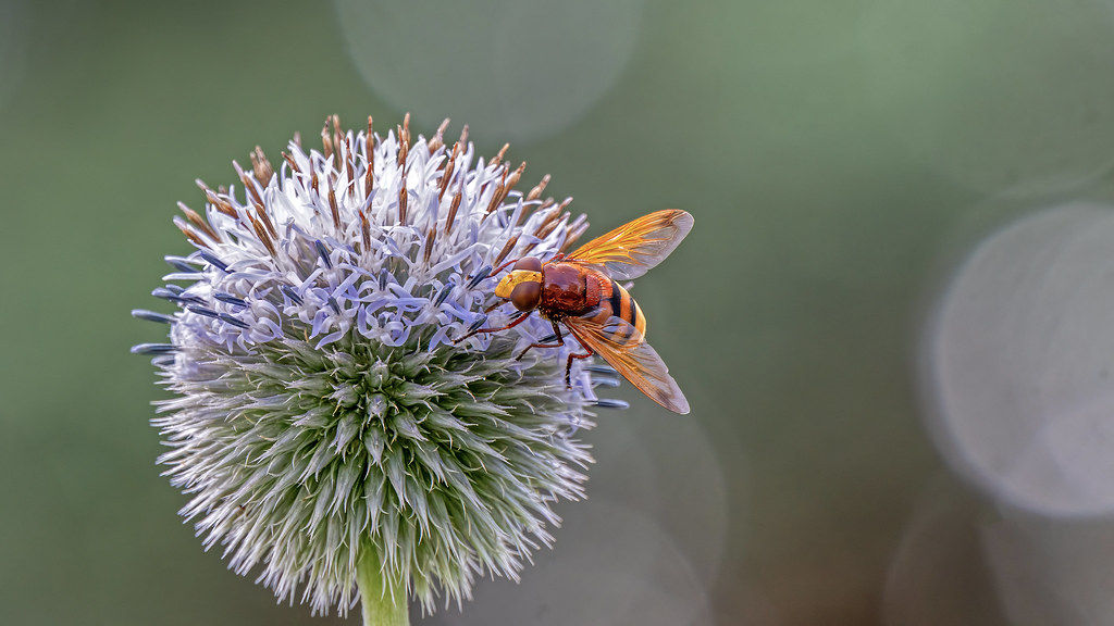 Hornet Mimic Hoverfly A Master Of Disguise