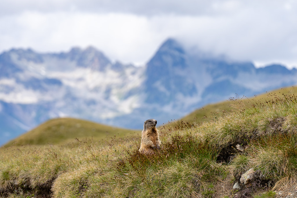 2025-07-29 - Alpine Marmot