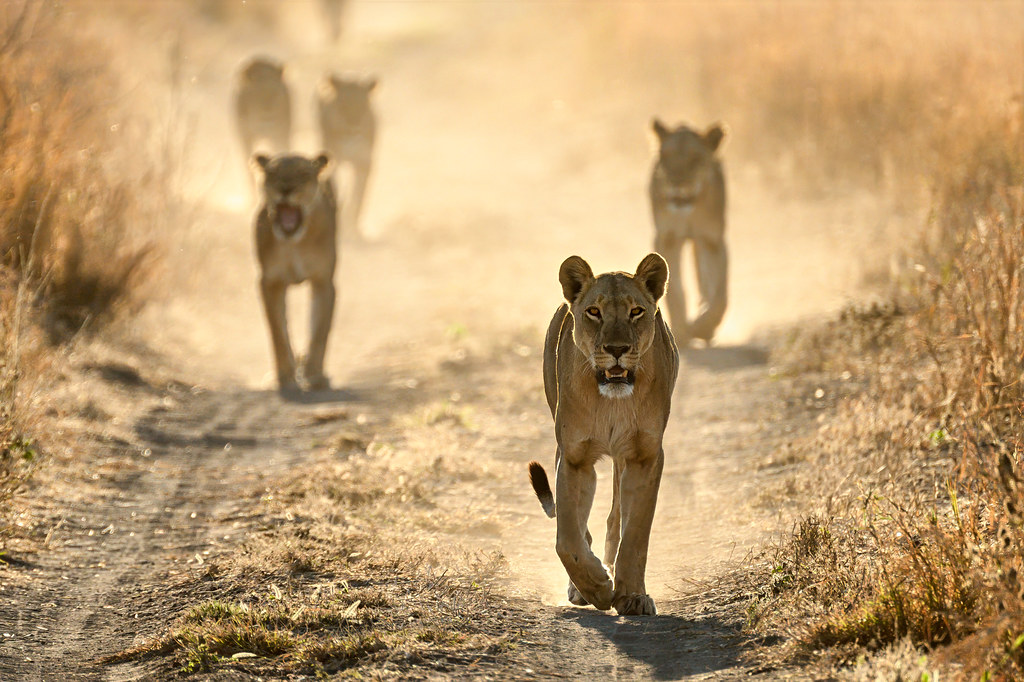 Lions on the Hunt