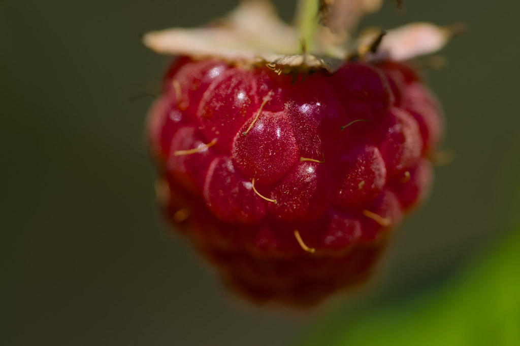 Raspberry