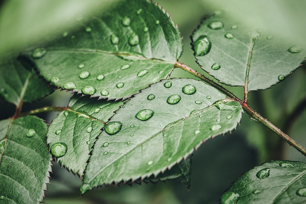 Rain Kissed