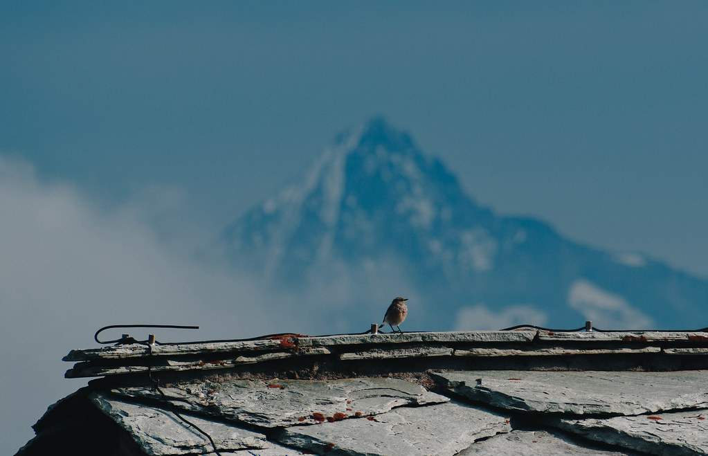 Bird
