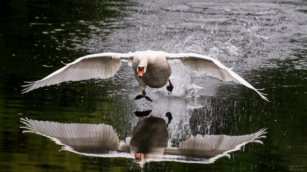 Höckerschwan - Mute Swan...☼
