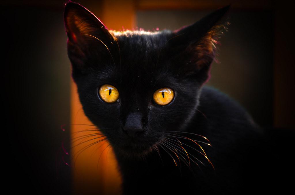 Golden Eyes