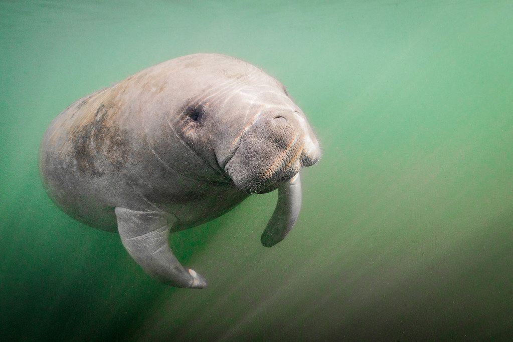Manatee || Homosassa {Explore 252, 24/8/2025}
