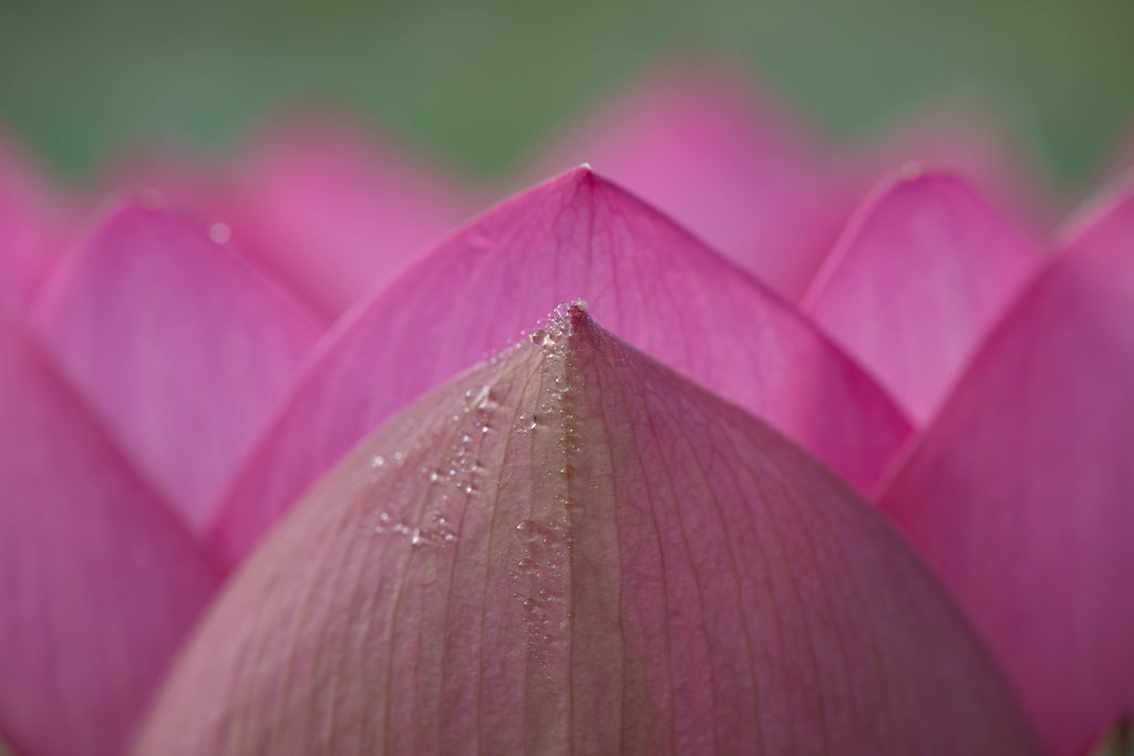a look at lotus