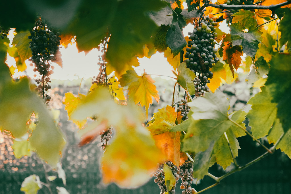 Country house vine