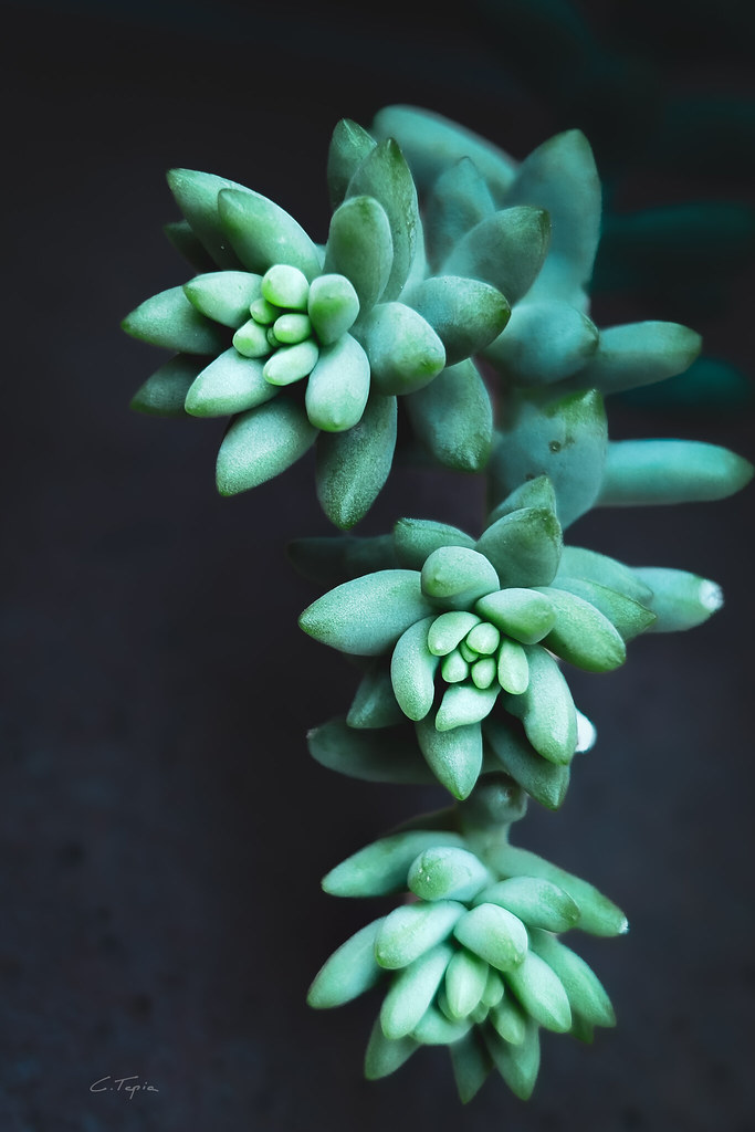 Sedum Morganianun
