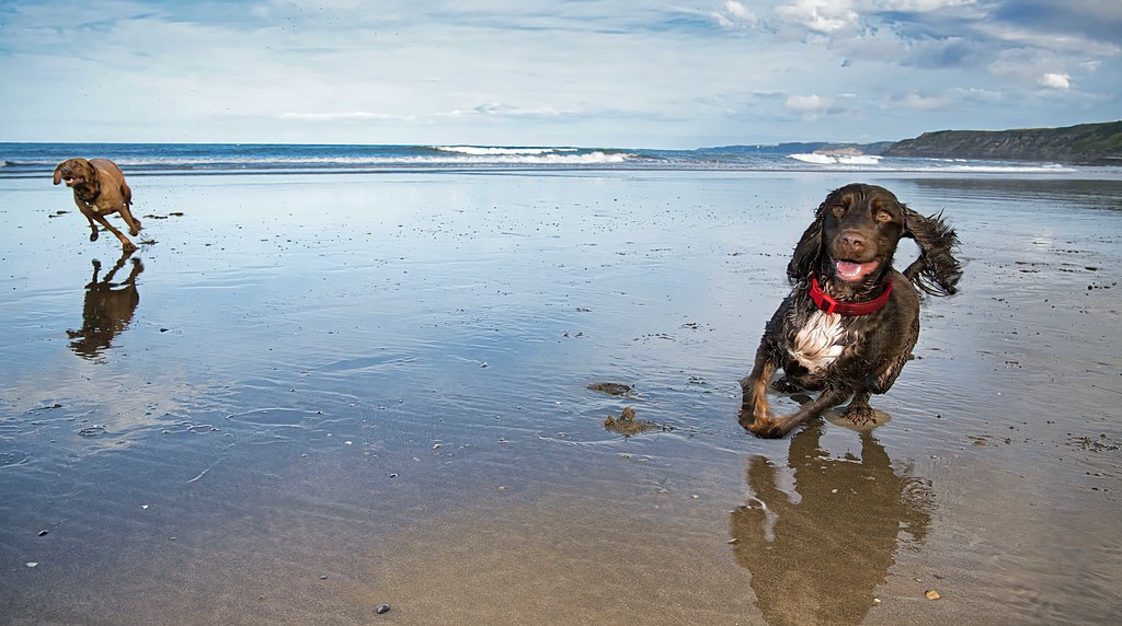 Bracken and Hazel running wild on the beach