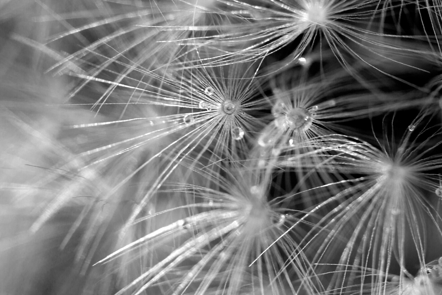 photography facts macro dandelion