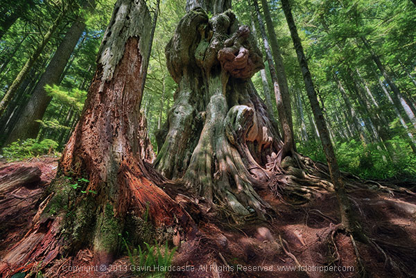 How to Photograph Trees
