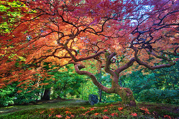 How to capture trees in landscape photography