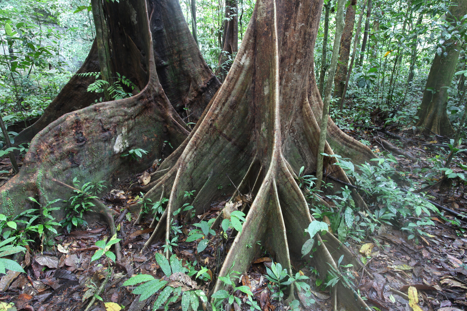 the roots of trees in the jungle