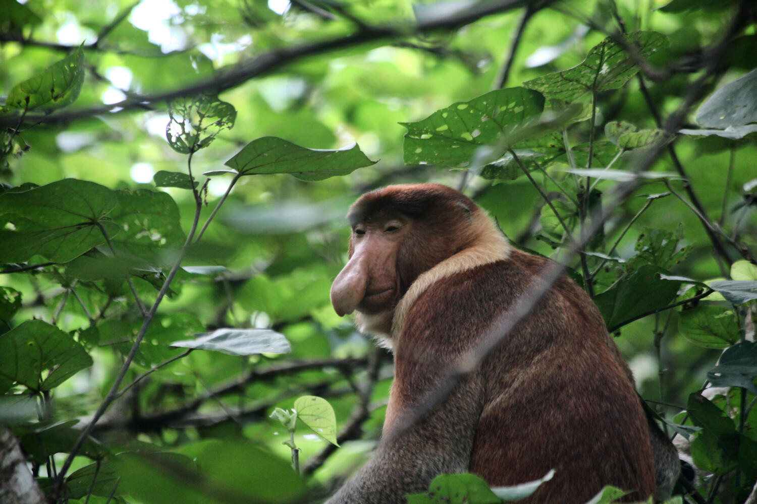 monkey in the trees