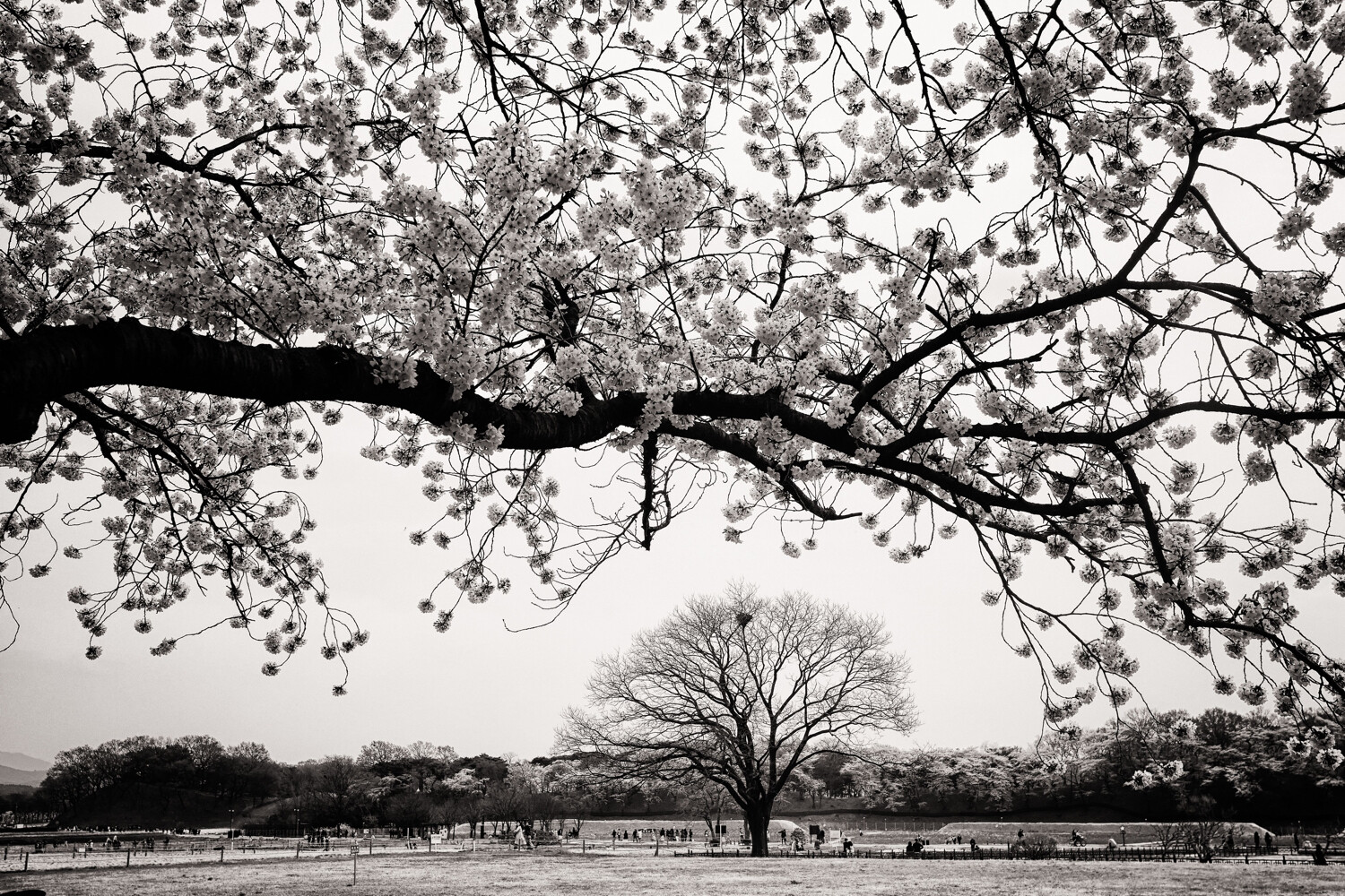 tree photography tips