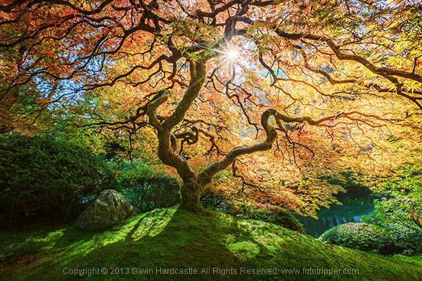 How to Photograph Trees