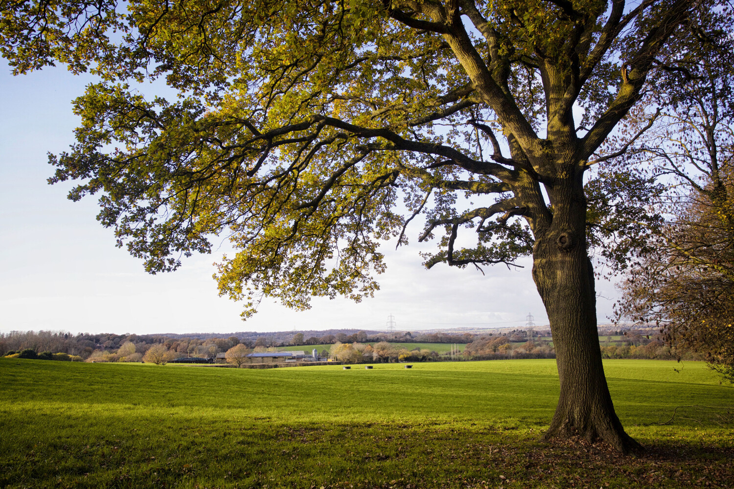 tree photography tips tree on its own in a field