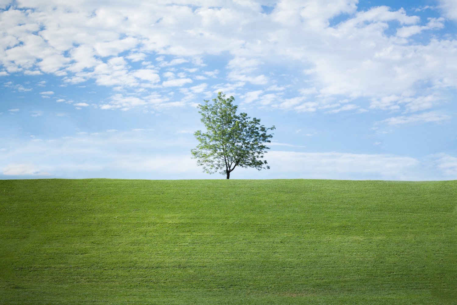 How to Photograph Trees
