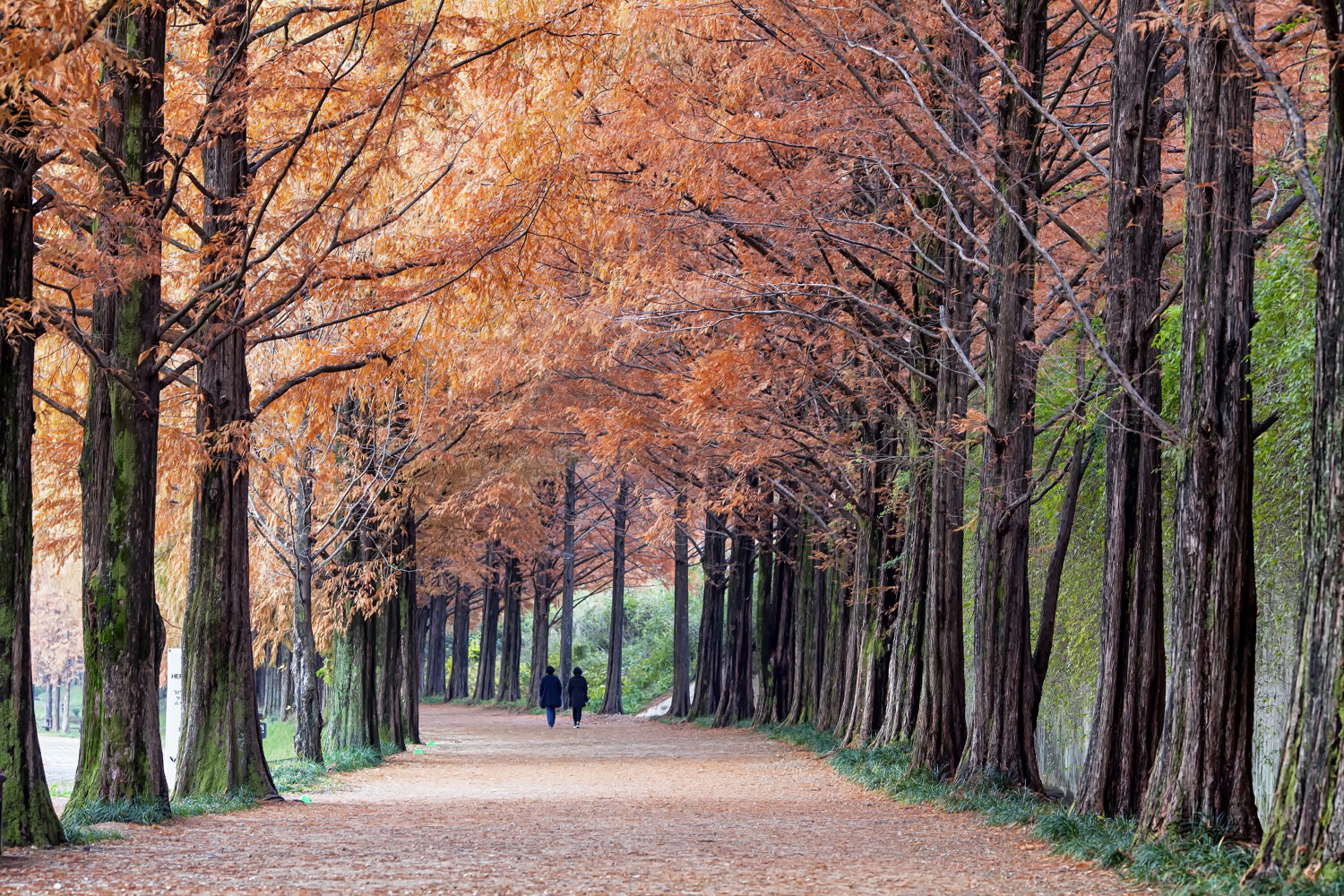 tree photography tips tree tunnel with people walking in the distance