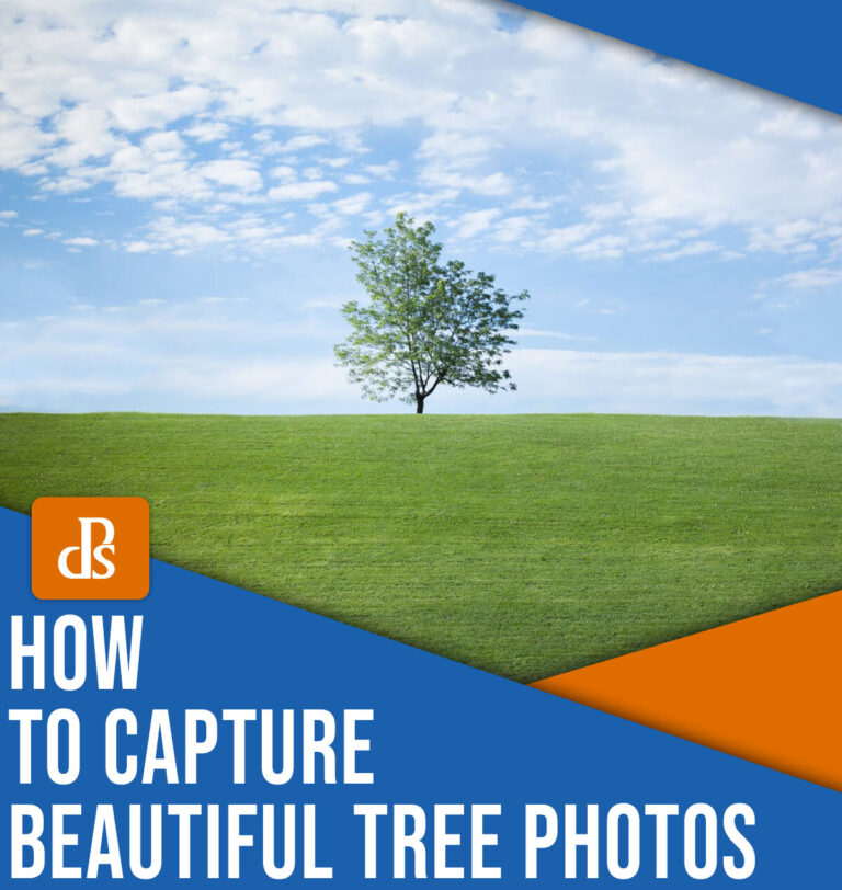 8 Tips for Beautiful Tree Photography